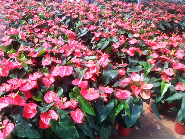 濟寧比較大的花卉批發市場在哪里？兗州興隆花卉大世界